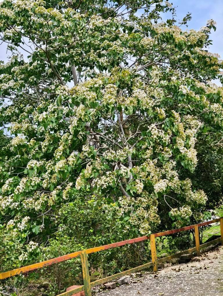 桃園賞油桐花推薦景點|大溪十一指古道,大溪老街10分鐘 @愛伯特