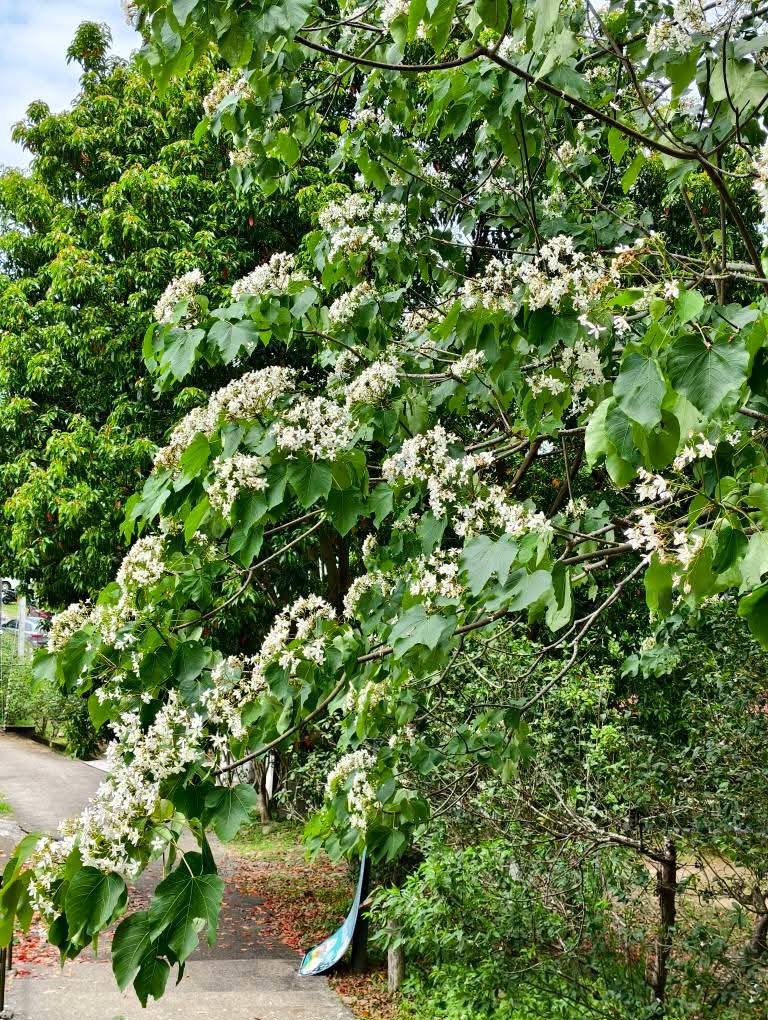 桃園賞油桐花推薦景點|大溪十一指古道,大溪老街10分鐘 @愛伯特