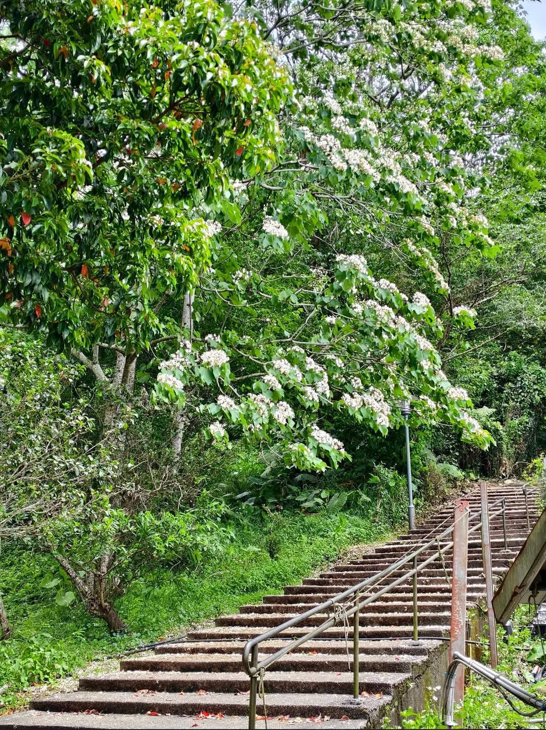 桃園賞油桐花推薦景點|大溪十一指古道,大溪老街10分鐘 @愛伯特