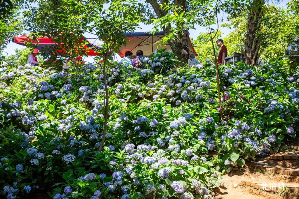穧粑崠咖啡農場｜桃園龍潭景點，600坪繡球花盛開免費開放中