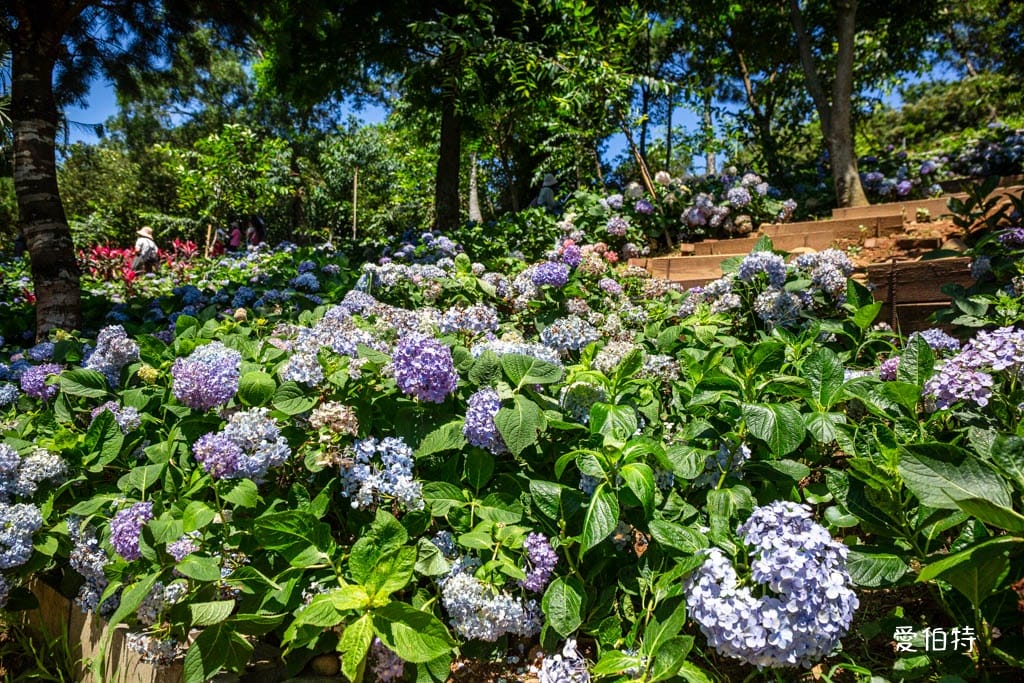 穧粑崠咖啡農場｜桃園龍潭景點，600坪繡球花盛開免費開放中