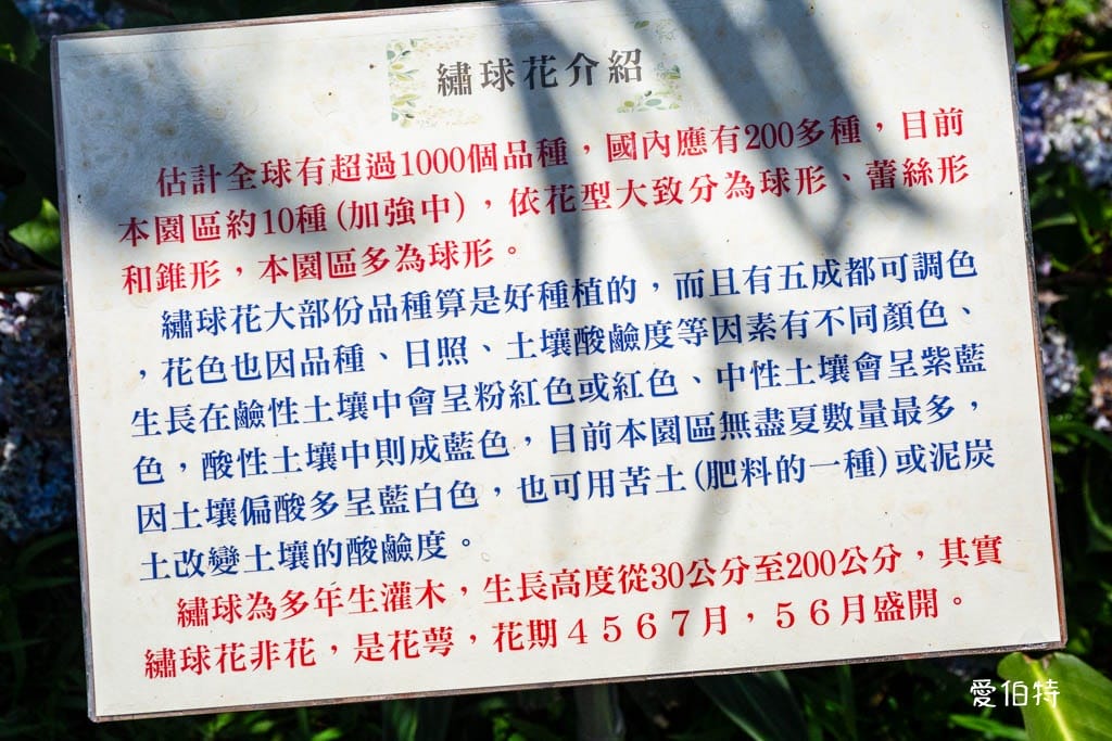 穧粑崠咖啡農場｜桃園龍潭景點，600坪繡球花盛開免費開放中