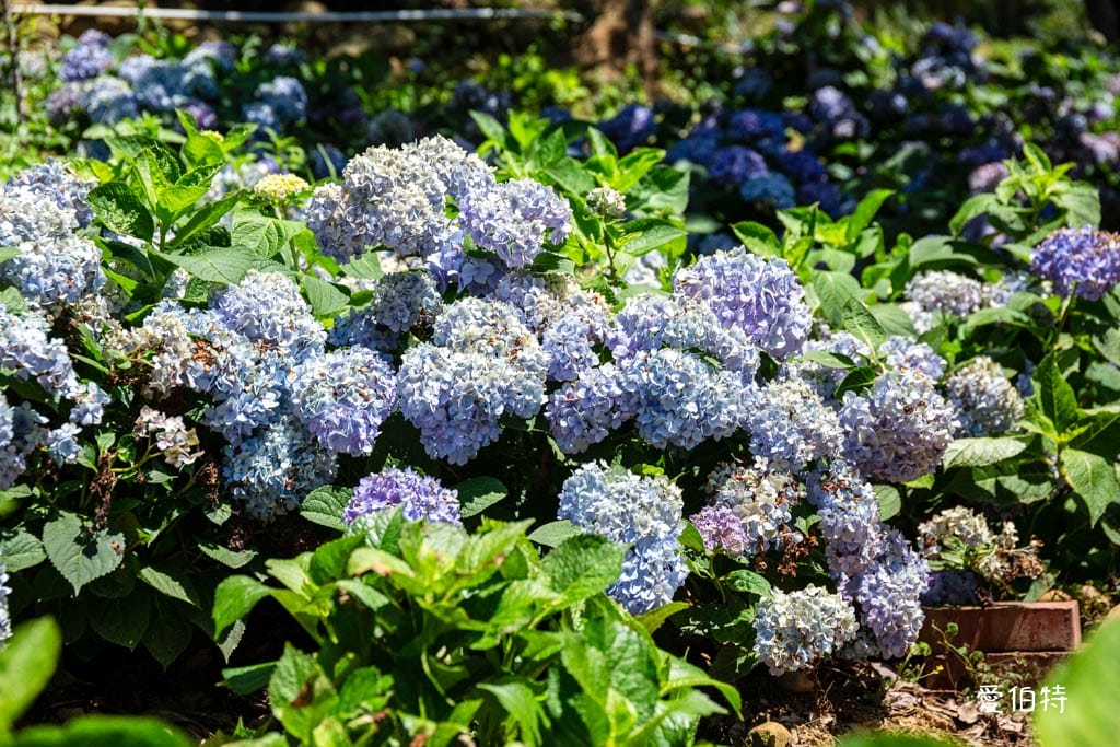 穧粑崠咖啡農場｜桃園龍潭景點，600坪繡球花盛開免費開放中