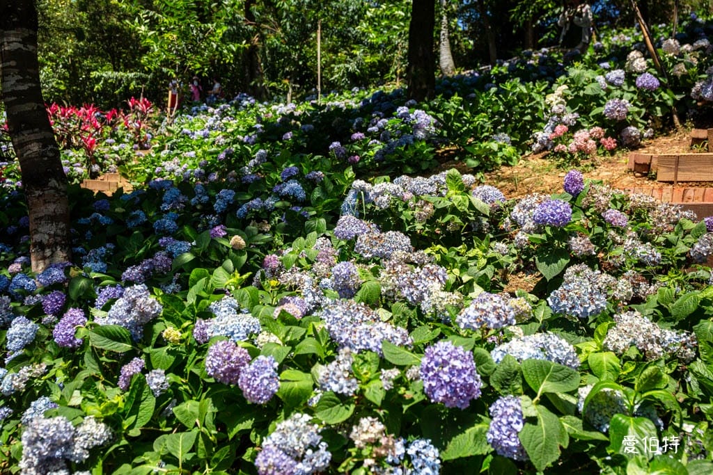 穧粑崠咖啡農場｜桃園龍潭景點，600坪繡球花盛開免費開放中