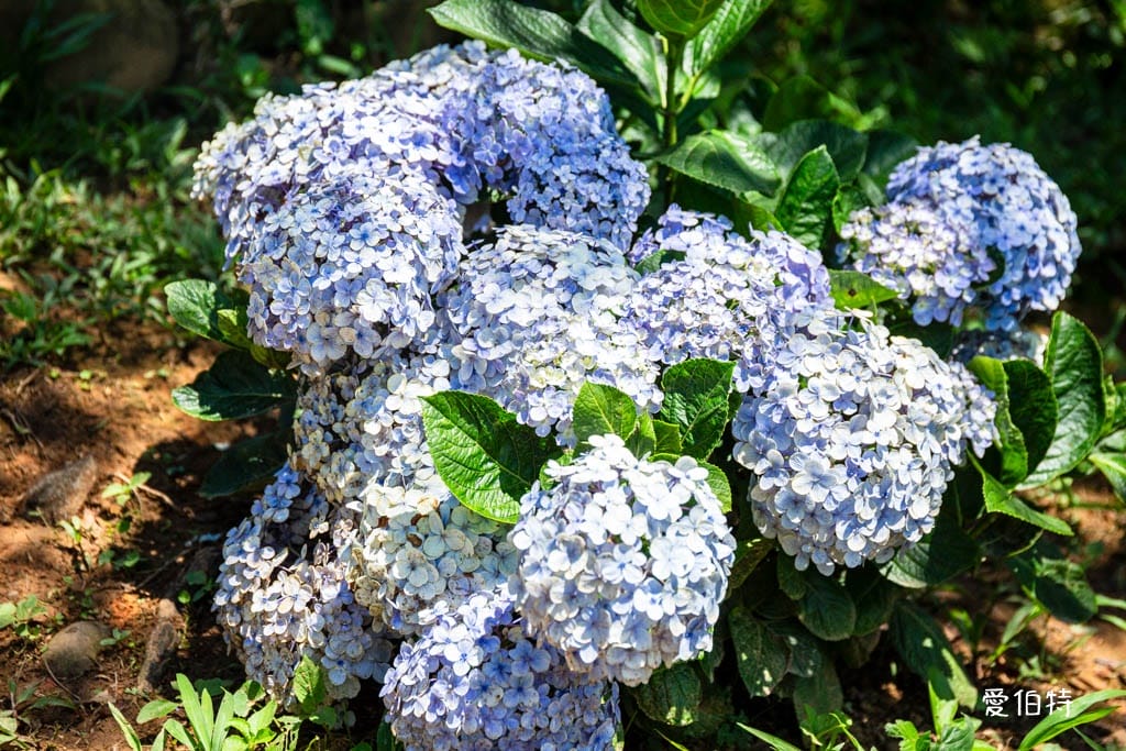 穧粑崠咖啡農場｜桃園龍潭景點，600坪繡球花盛開免費開放中
