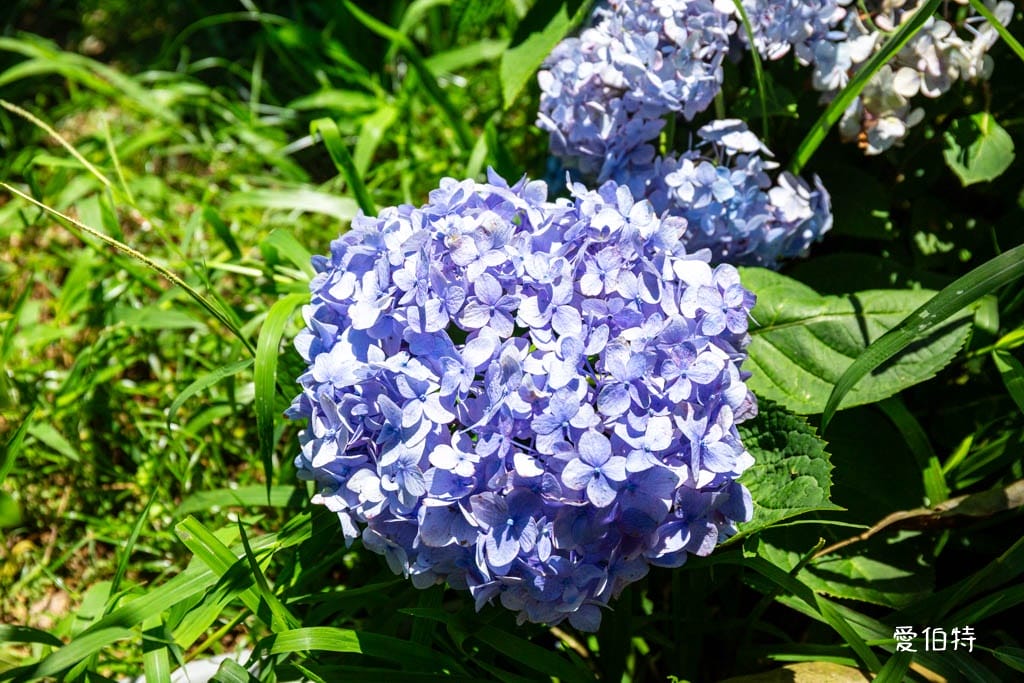 穧粑崠咖啡農場｜桃園龍潭景點，600坪繡球花盛開免費開放中