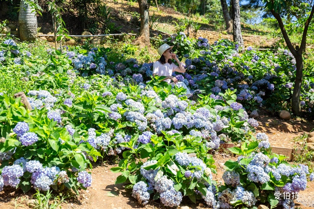 穧粑崠咖啡農場｜桃園龍潭景點，600坪繡球花盛開免費開放中