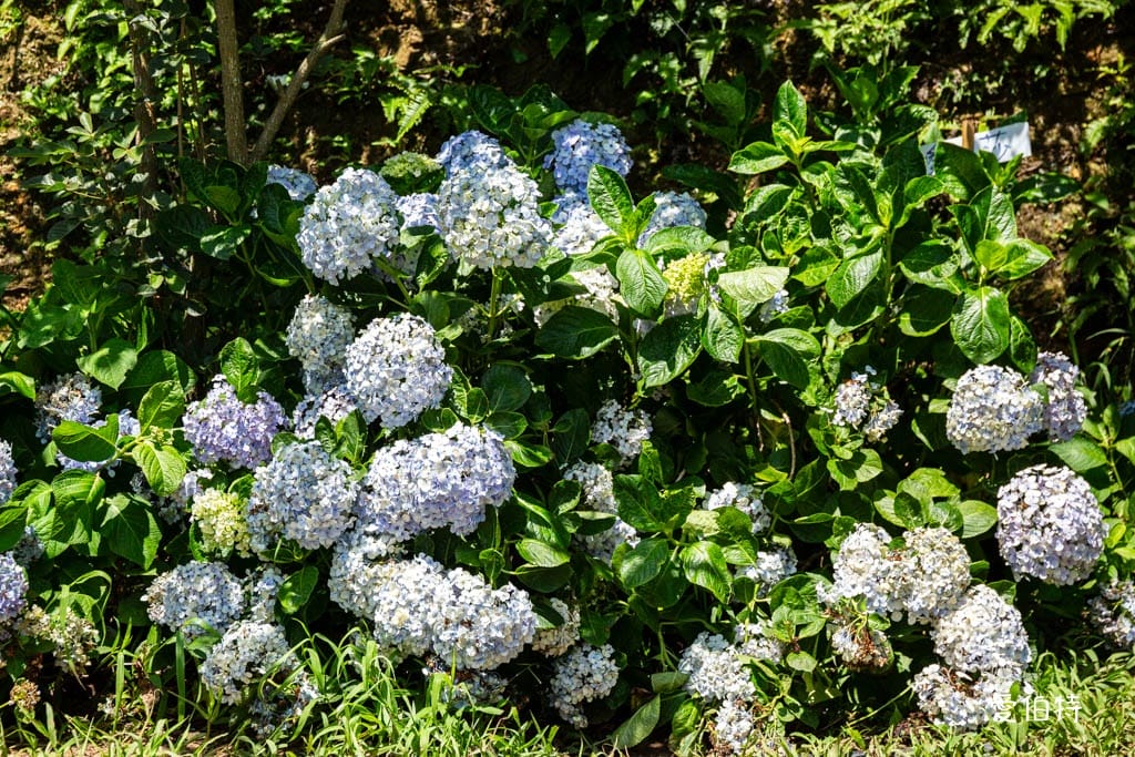 穧粑崠咖啡農場｜桃園龍潭景點，600坪繡球花盛開免費開放中