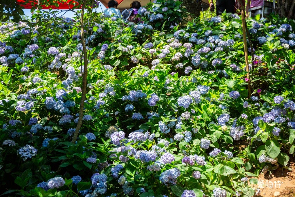 穧粑崠咖啡農場｜桃園龍潭景點，600坪繡球花盛開免費開放中