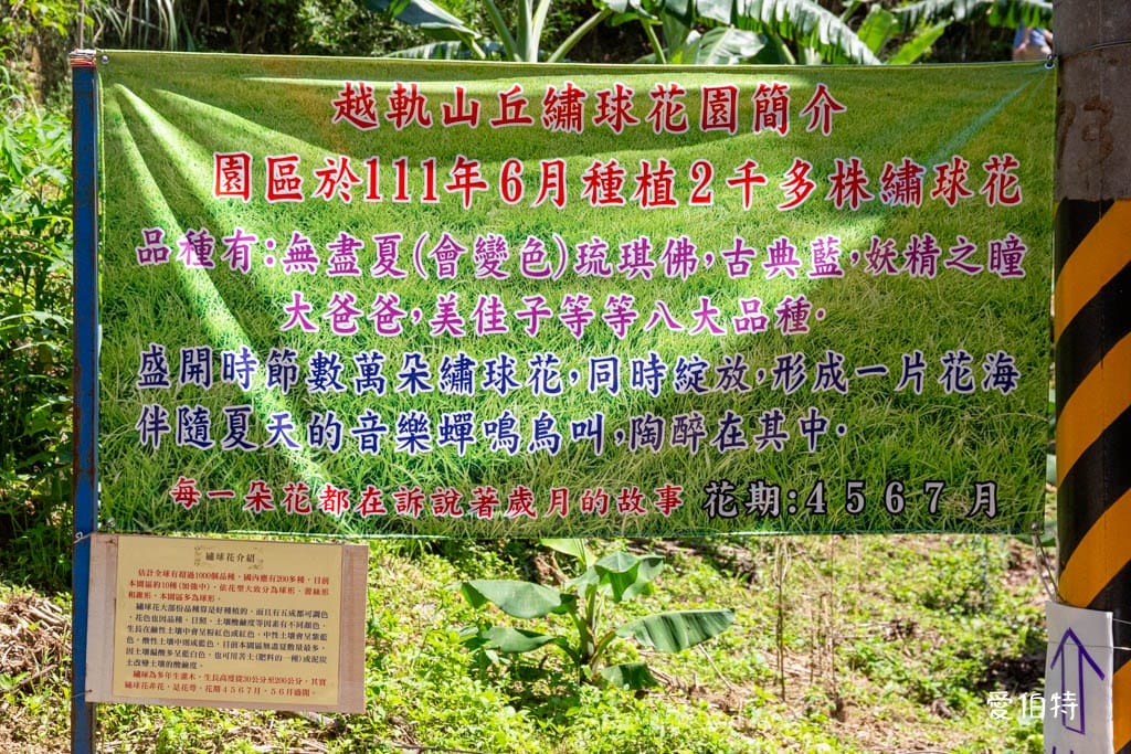 穧粑崠咖啡農場｜桃園龍潭景點，600坪繡球花盛開免費開放中