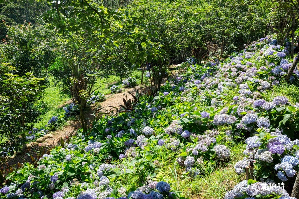 穧粑崠咖啡農場｜桃園龍潭景點，600坪繡球花盛開免費開放中