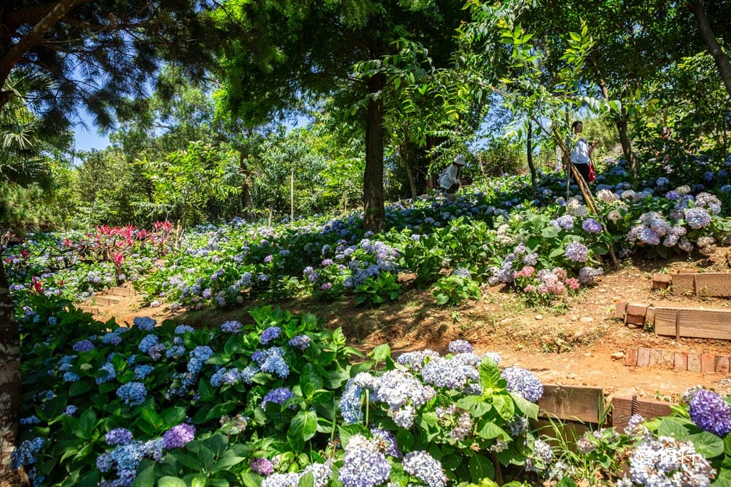 穧粑崠咖啡農場｜桃園龍潭景點，600坪繡球花盛開免費開放中