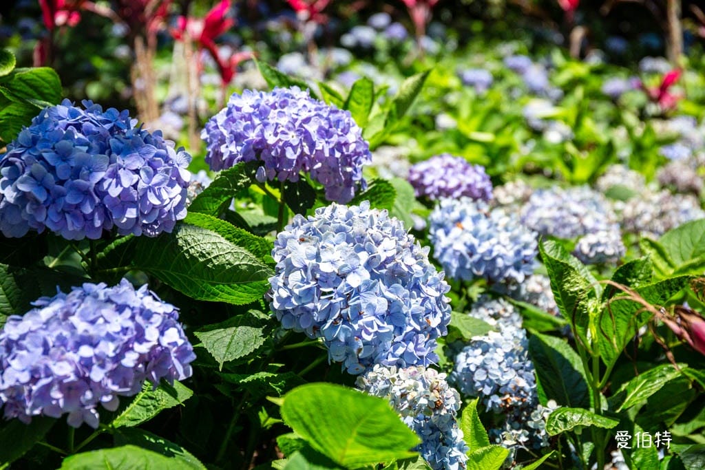 穧粑崠咖啡農場｜桃園龍潭景點，600坪繡球花盛開免費開放中