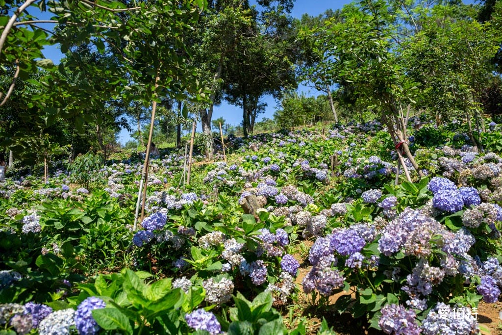 穧粑崠咖啡農場｜桃園龍潭景點，600坪繡球花盛開免費開放中