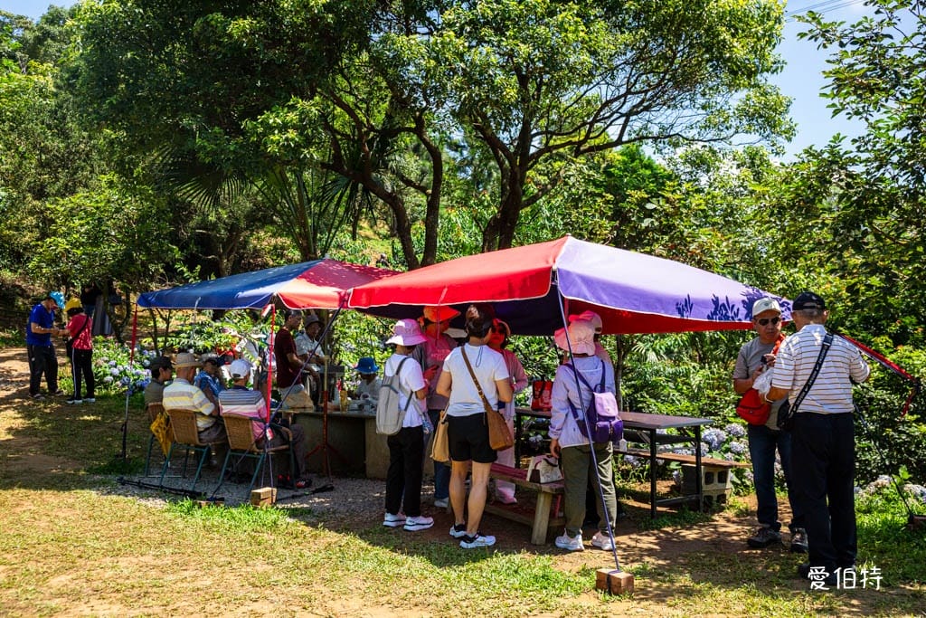 穧粑崠咖啡農場｜桃園龍潭景點，600坪繡球花盛開免費開放中