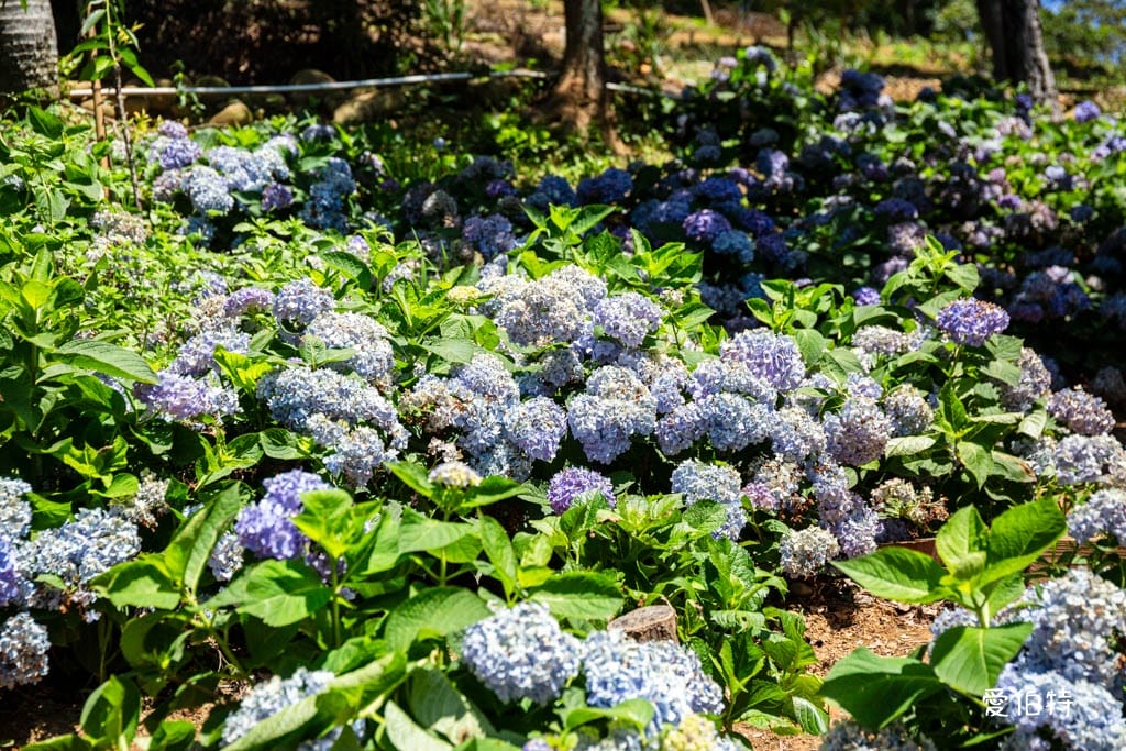 穧粑崠咖啡農場｜桃園龍潭景點，600坪繡球花盛開免費開放中