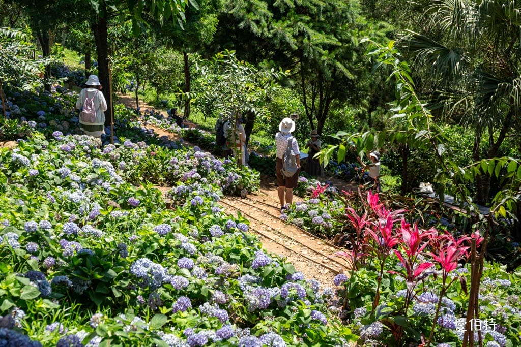 穧粑崠咖啡農場｜桃園龍潭景點，600坪繡球花盛開免費開放中