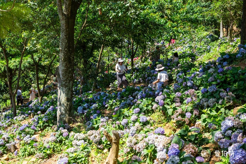 穧粑崠咖啡農場｜桃園龍潭景點，600坪繡球花盛開免費開放中