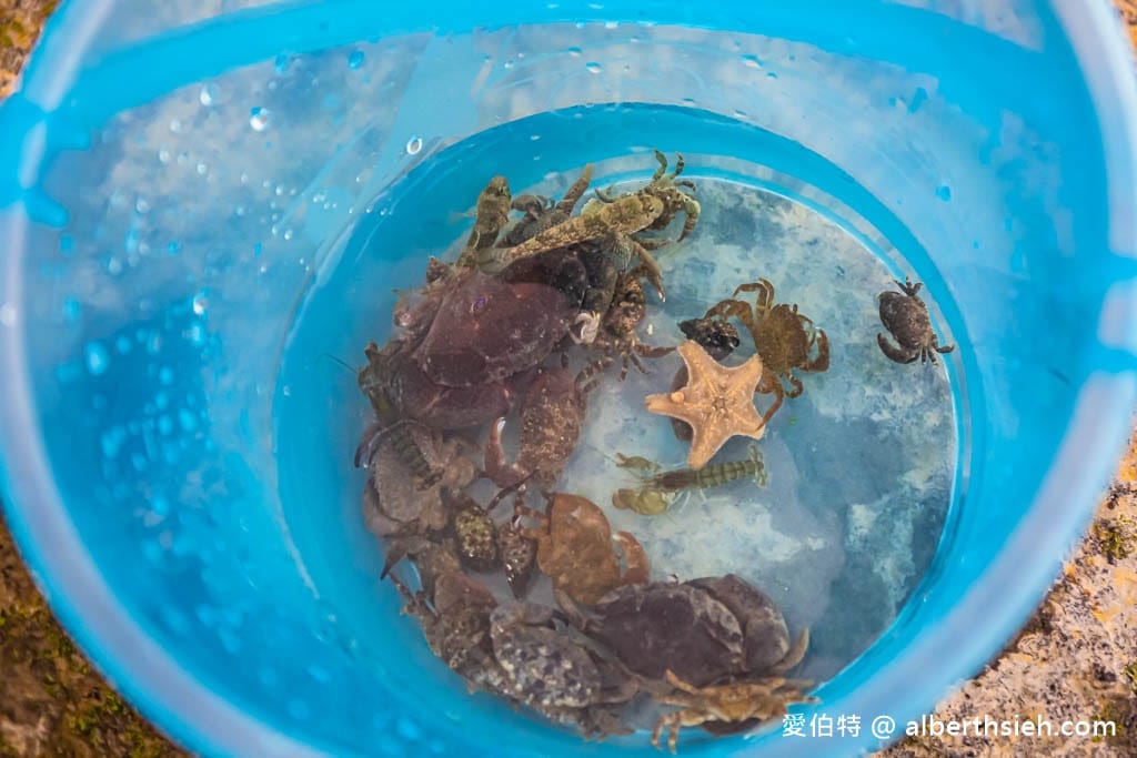 北海岸石門洞|貝殼沙灘玩沙戲水、抓螃蟹、撈魚 - 第20張圖 北海岸石門洞|貝殼沙灘玩沙戲水、抓螃蟹、撈魚