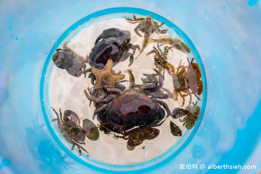 北海岸石門洞|貝殼沙灘玩沙戲水、抓螃蟹、撈魚 - 第19張圖 北海岸石門洞|貝殼沙灘玩沙戲水、抓螃蟹、撈魚