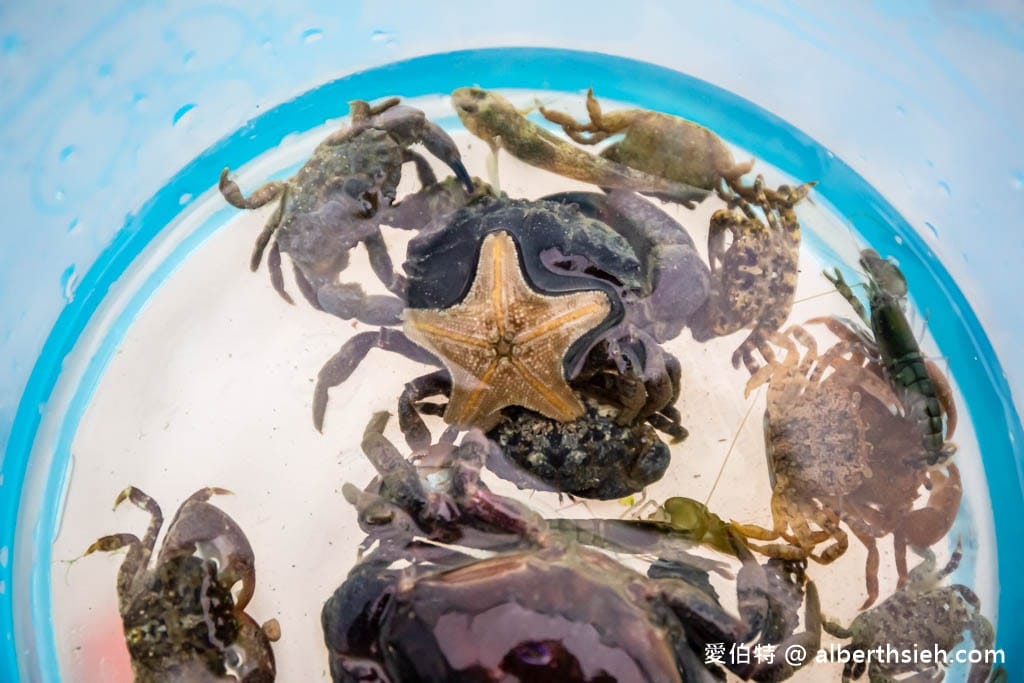 北海岸石門洞|貝殼沙灘玩沙戲水、抓螃蟹、撈魚 - 第21張圖 北海岸石門洞|貝殼沙灘玩沙戲水、抓螃蟹、撈魚