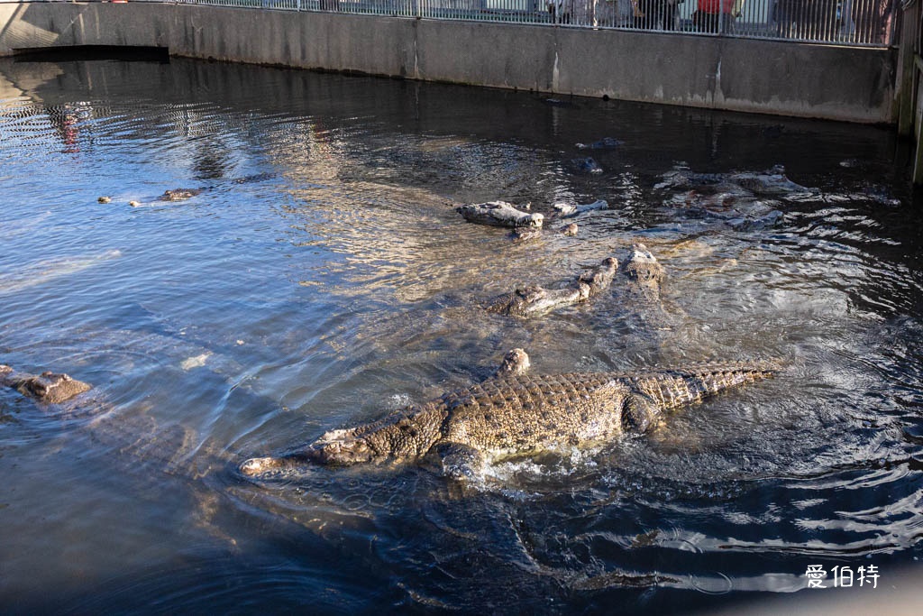 九州景點推薦|別府七大地獄溫泉巡禮,交通,套票優惠費用 @愛伯特