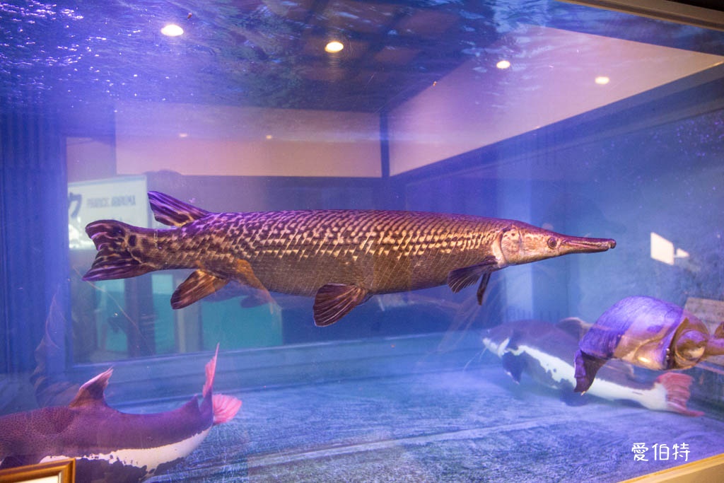 九州景點推薦|別府七大地獄溫泉巡禮,交通,套票優惠費用 @愛伯特