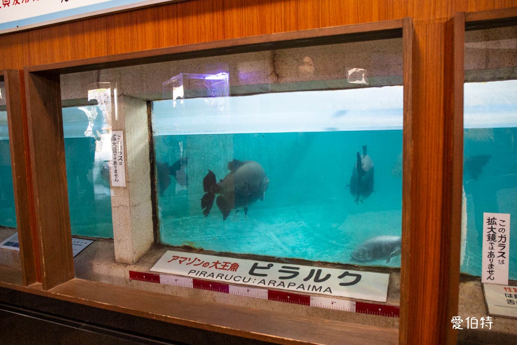 九州景點推薦|別府七大地獄溫泉巡禮,交通,套票優惠費用 @愛伯特