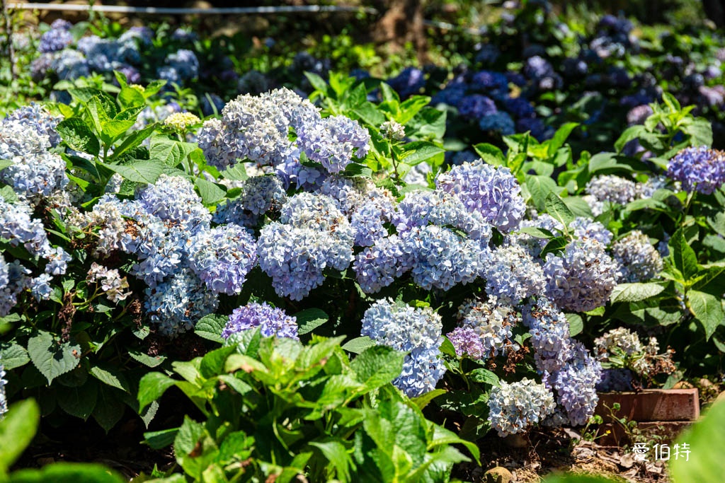 穧粑崠咖啡農場|桃園龍潭景點,600坪繡球花盛開免費開放中 @愛伯特