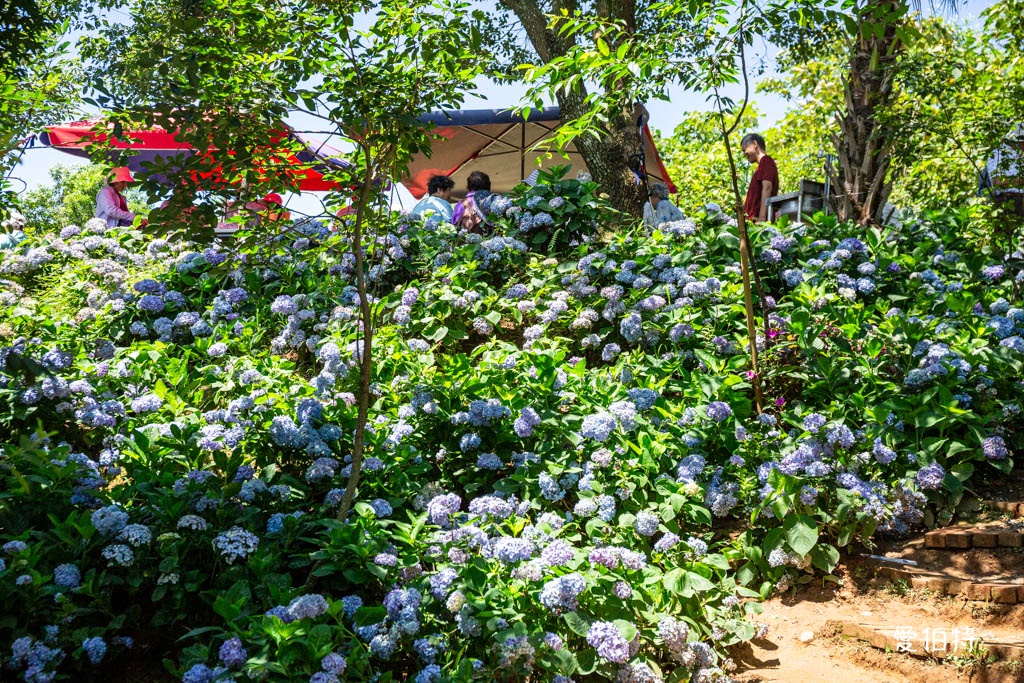穧粑崠咖啡農場｜桃園龍潭景點，600坪繡球花盛開免費開放中 @愛伯特