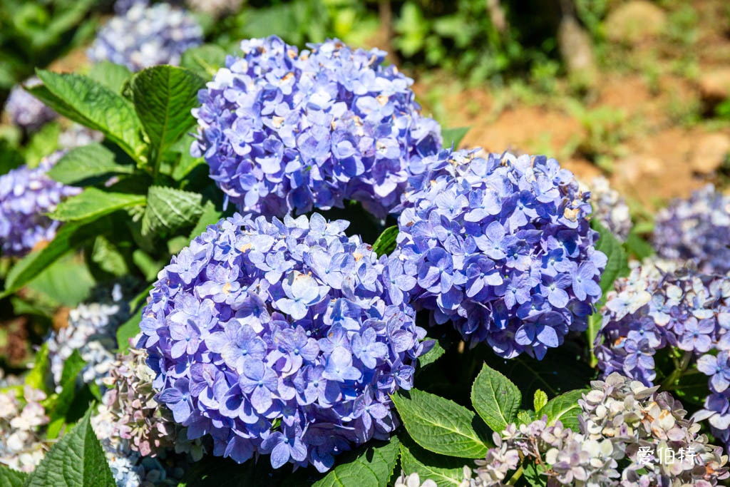 穧粑崠咖啡農場|桃園龍潭景點,600坪繡球花盛開免費開放中 @愛伯特