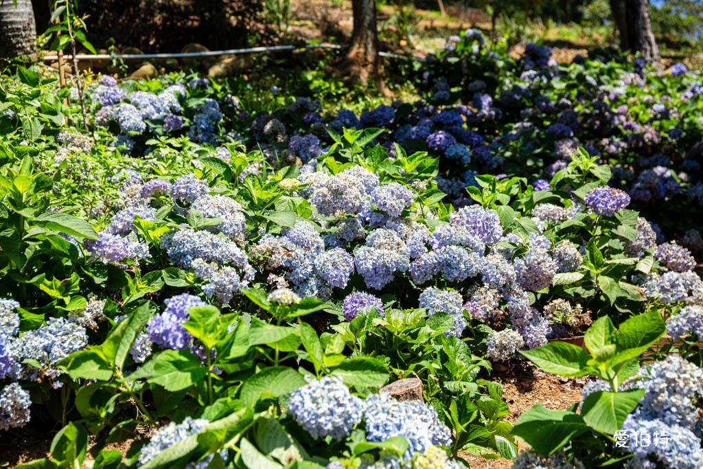 穧粑崠咖啡農場｜桃園龍潭景點，600坪繡球花盛開免費開放中 @愛伯特