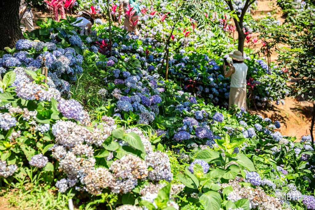 穧粑崠咖啡農場｜桃園龍潭景點，600坪繡球花盛開免費開放中 @愛伯特