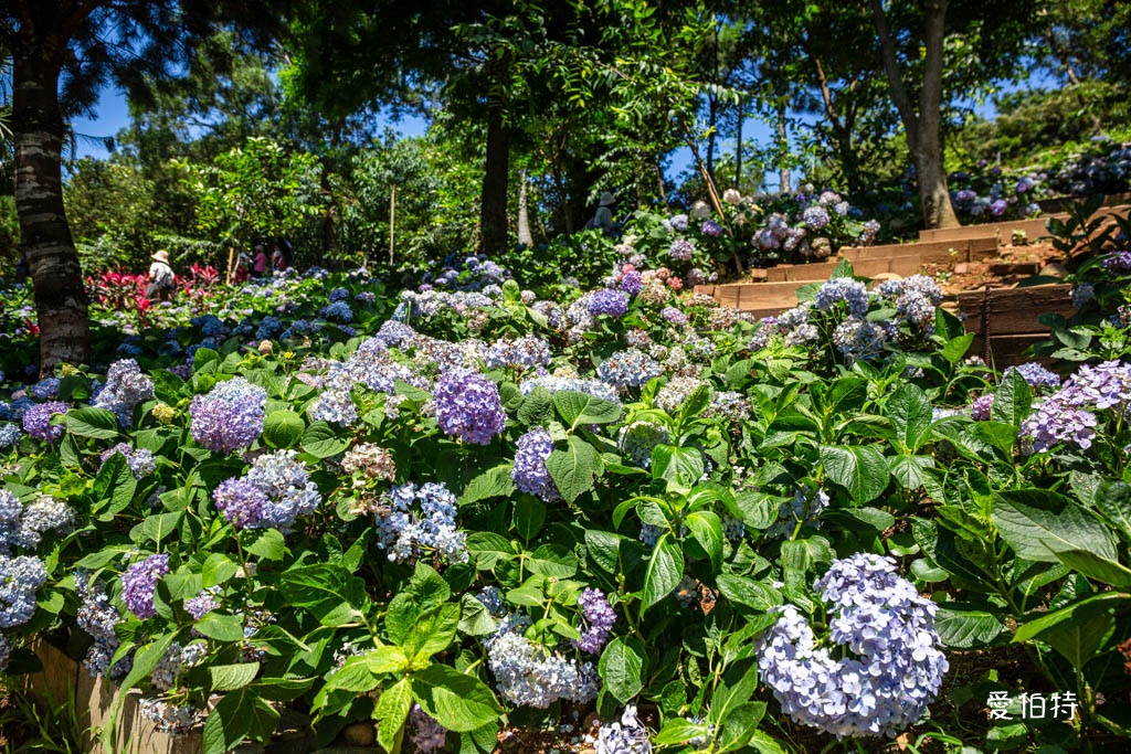 穧粑崠咖啡農場|桃園龍潭景點,600坪繡球花盛開免費開放中 @愛伯特