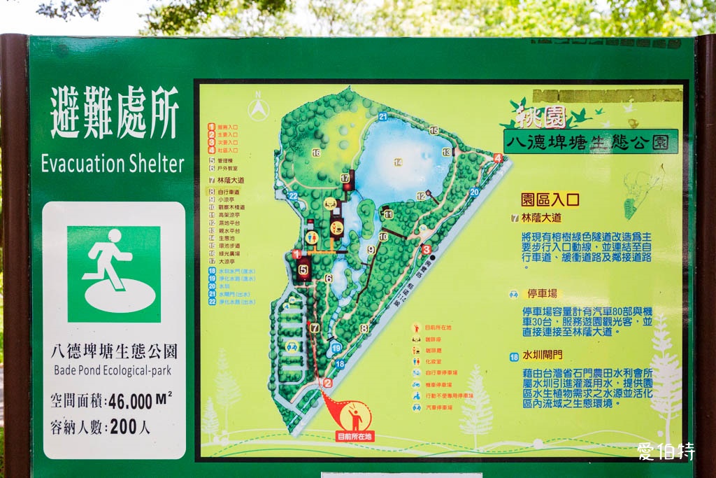 桃園八德埤塘自然生態公園｜免費親子景點，餵魚賞鴨散步賞荷 @愛伯特