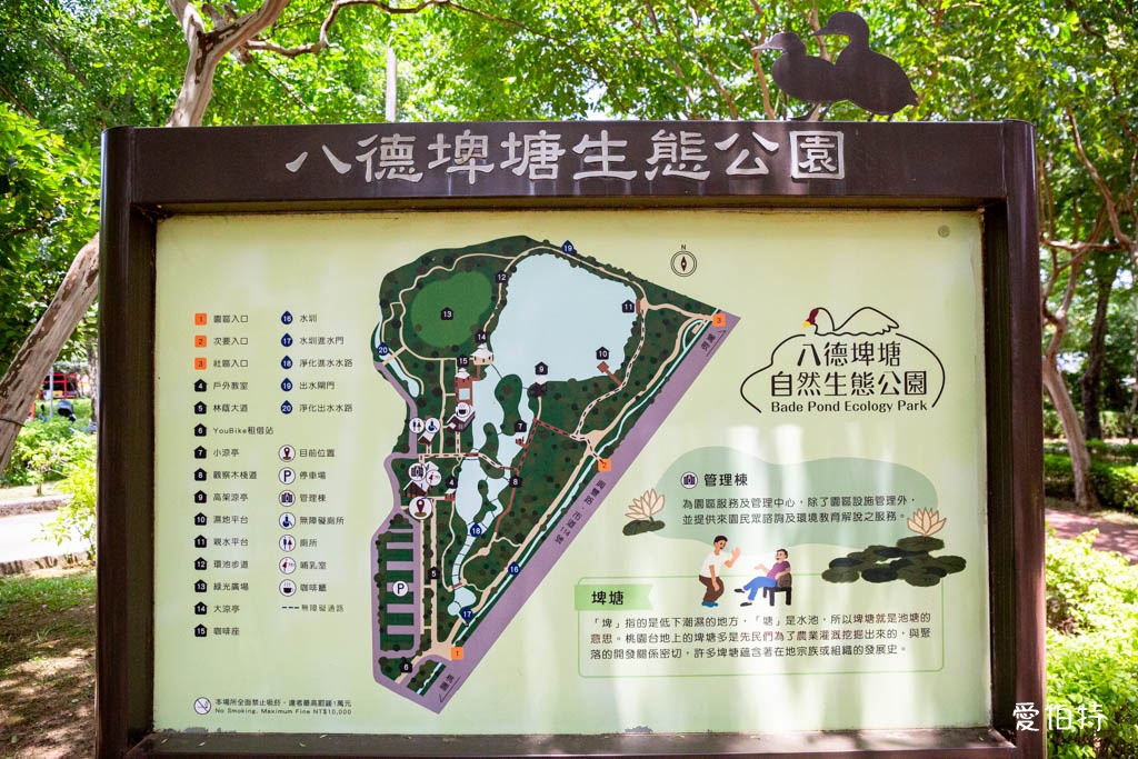 桃園八德埤塘自然生態公園|免費親子景點,餵魚賞鴨散步賞荷 @愛伯特