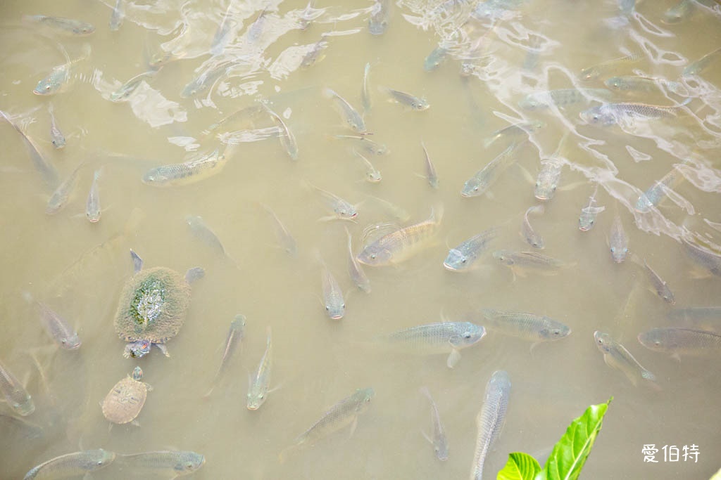 桃園八德埤塘自然生態公園|免費親子景點,餵魚賞鴨散步賞荷 @愛伯特