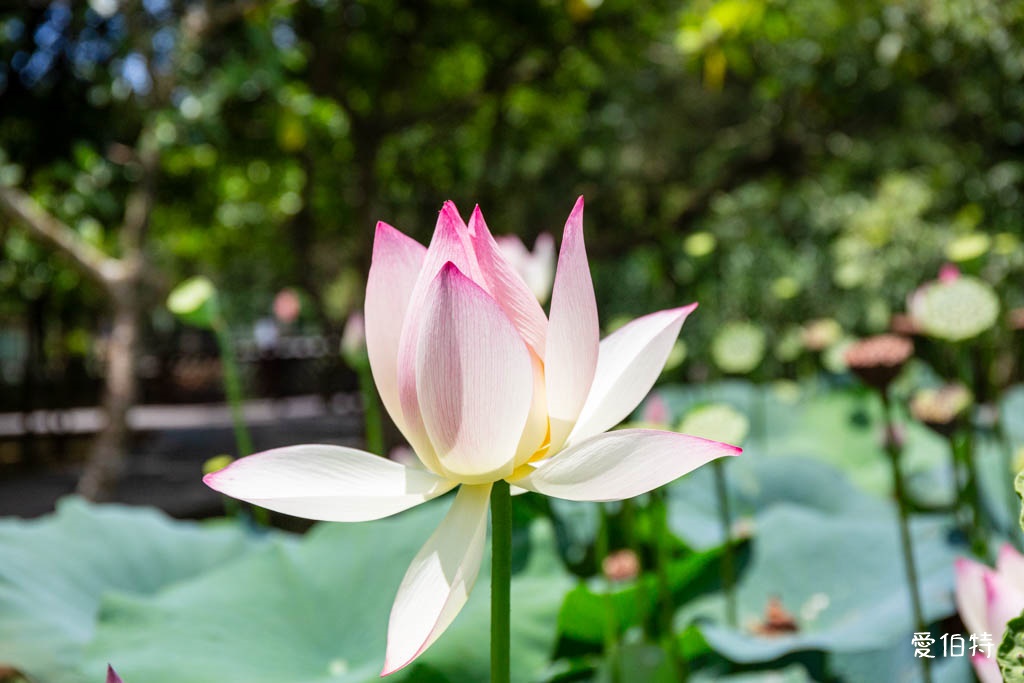 桃園八德埤塘自然生態公園|免費親子景點,餵魚賞鴨散步賞荷 @愛伯特