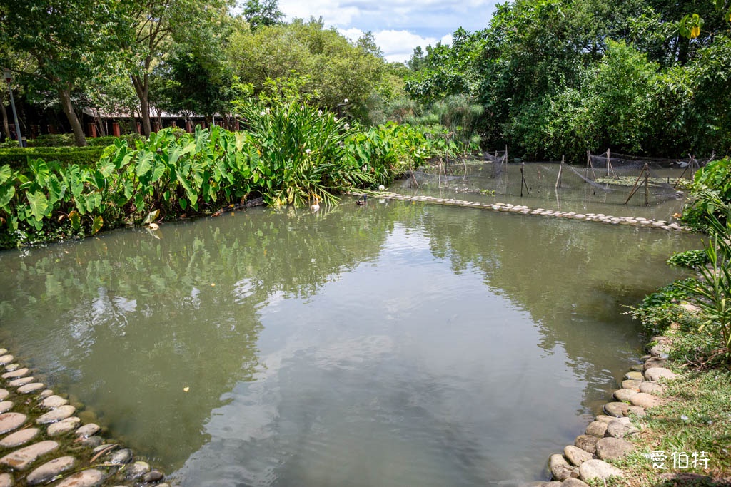 桃園八德埤塘自然生態公園|免費親子景點,餵魚賞鴨散步賞荷 @愛伯特