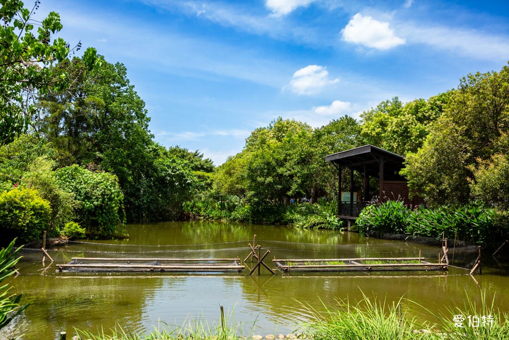 桃園八德埤塘自然生態公園|免費親子景點,餵魚賞鴨散步賞荷 @愛伯特