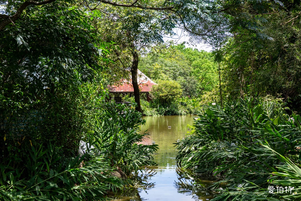 桃園八德埤塘自然生態公園|免費親子景點,餵魚賞鴨散步賞荷 @愛伯特