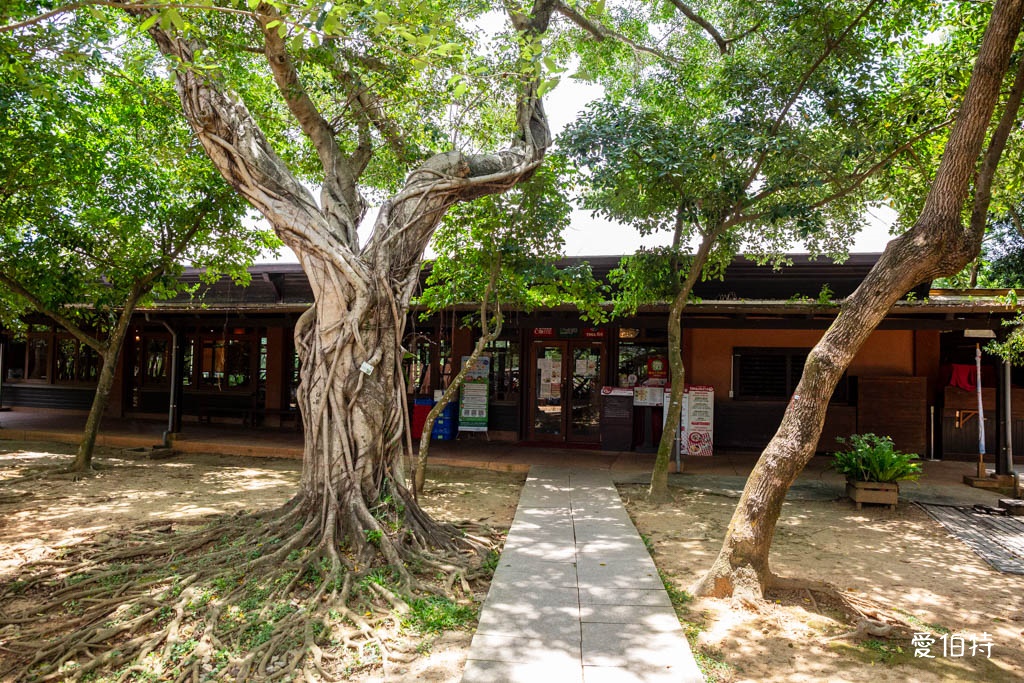 桃園八德埤塘自然生態公園|免費親子景點,餵魚賞鴨散步賞荷 @愛伯特