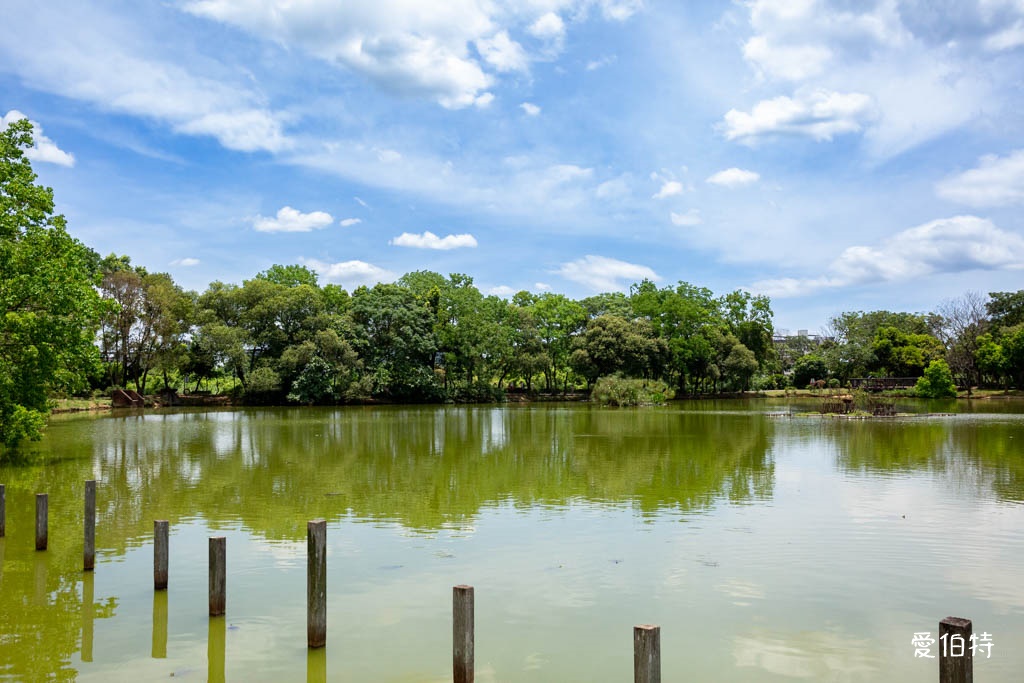 桃園八德埤塘自然生態公園|免費親子景點,餵魚賞鴨散步賞荷 @愛伯特