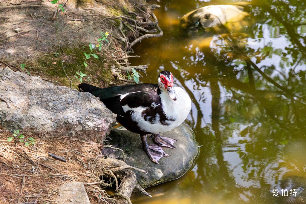 桃園八德埤塘自然生態公園｜免費親子景點，餵魚賞鴨散步賞荷 @愛伯特