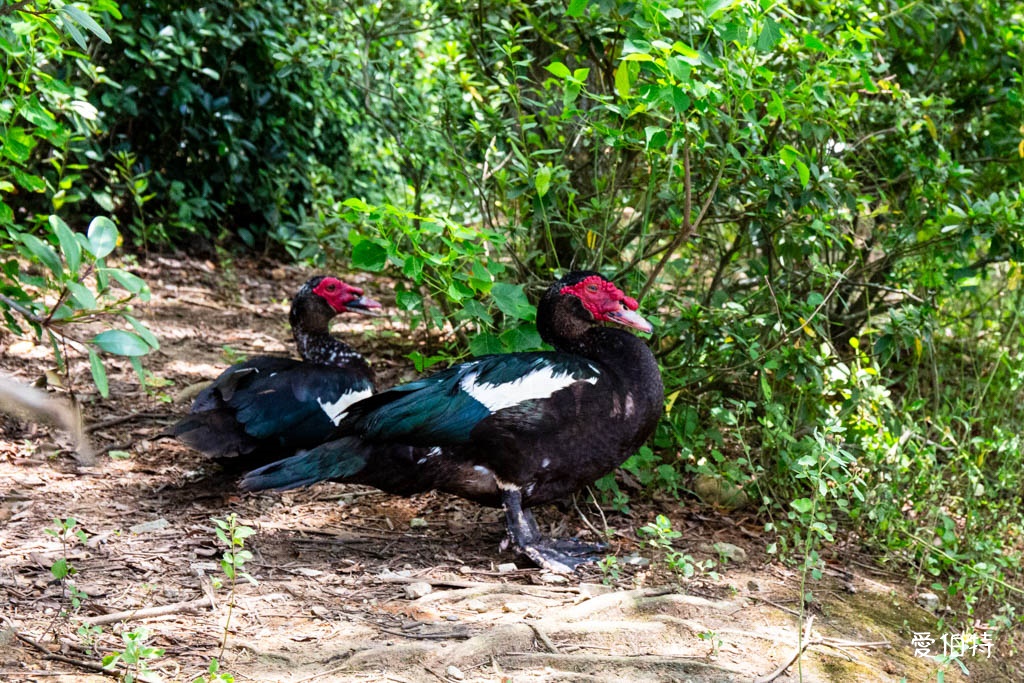 桃園八德埤塘自然生態公園|免費親子景點,餵魚賞鴨散步賞荷 @愛伯特
