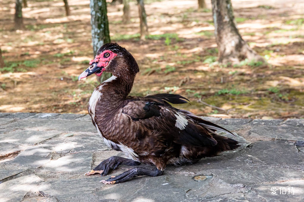 桃園八德埤塘自然生態公園|免費親子景點,餵魚賞鴨散步賞荷 @愛伯特