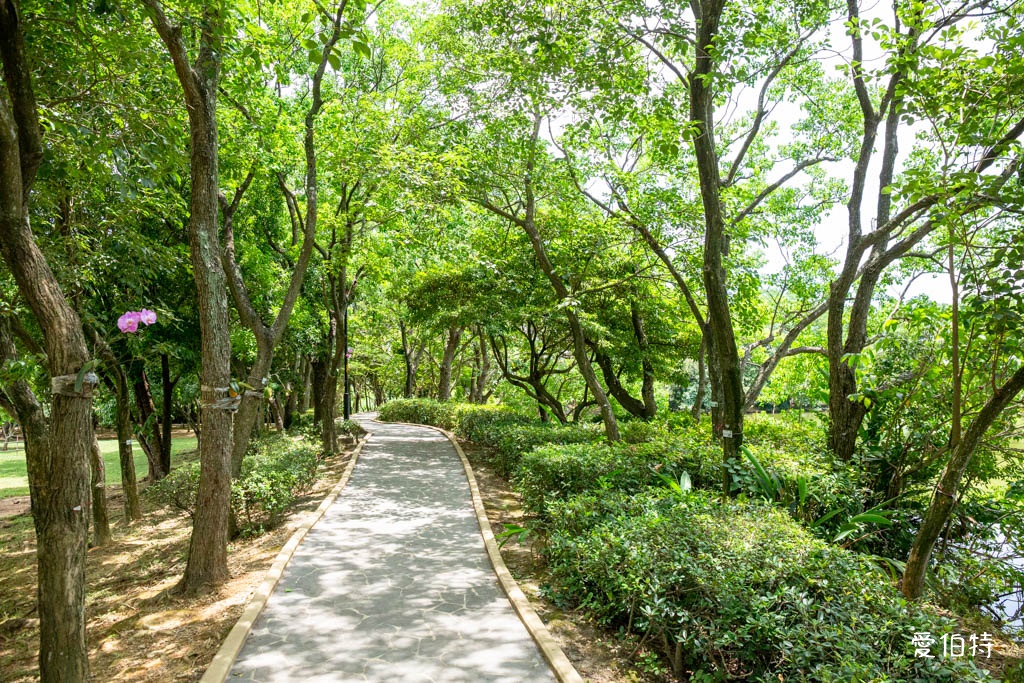桃園八德埤塘自然生態公園|免費親子景點,餵魚賞鴨散步賞荷 @愛伯特
