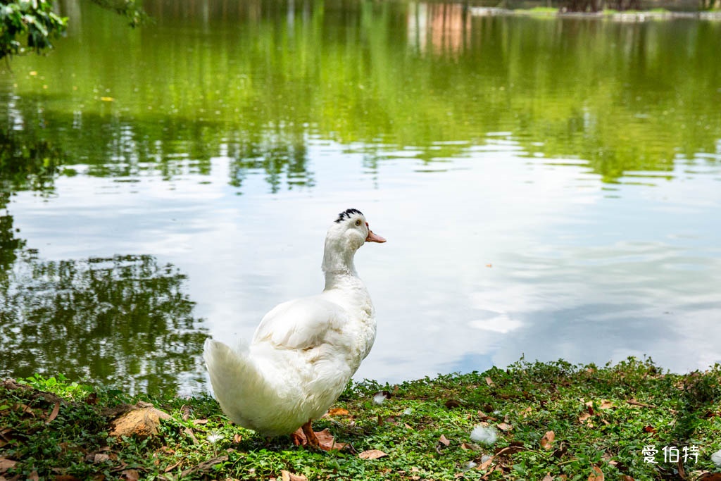 桃園八德埤塘自然生態公園｜免費親子景點，餵魚賞鴨散步賞荷 @愛伯特