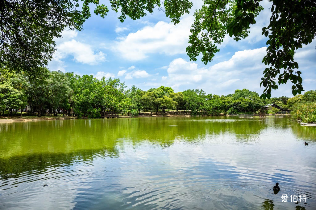 桃園八德埤塘自然生態公園|免費親子景點,餵魚賞鴨散步賞荷 @愛伯特