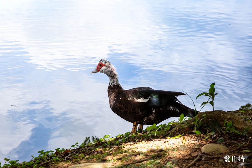 桃園八德埤塘自然生態公園|免費親子景點,餵魚賞鴨散步賞荷 @愛伯特